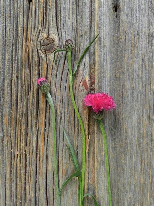 CORNFLOWER HOT PINK NOVELTY